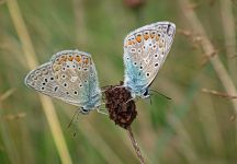 06 Blaeuling Gemarkung Roeddenau